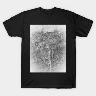 Anthriscus Sylvestris (Cow Parsley) T-Shirt